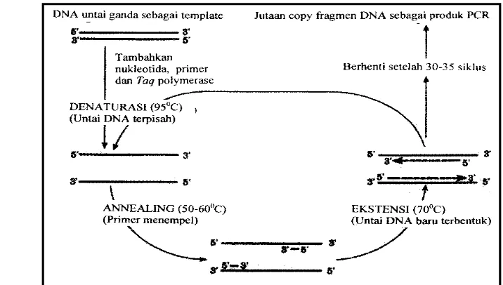 Gambar 7. Siklus Pembentukan Molekul DNA Baru dalam Proses PCR (Muladno, 
