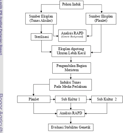 Gambar 9. Bagan Alur Penelitian Kultur Jaringan dan Analisis RAPD untuk 