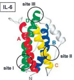 Gambar 2.  Empat struktur dari IL-6 yang terdiri dari empat heliks (berwarna) yang dihubungkan oleh sebuah loop (warna abu-abu).24 