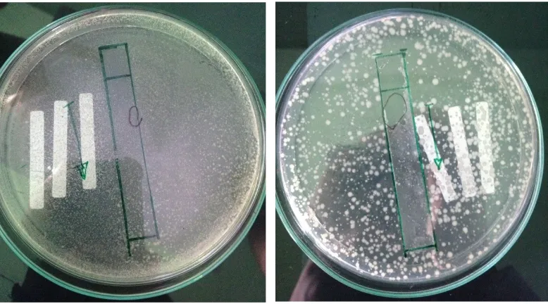 Gambar 2. Hasil analisis aktivitas antimikroba Ekstrak metanol daun Sirih hutan(Piper  bitle) terhadap  bakteri  uji  Salmonella thyposa danPseudomonas aeruginosa menggunakan metode Difusi agar.