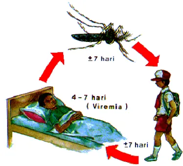 Gambar 2.1. Siklus Penularan Demam Berdarah Dengue (DBD) Sumber: Depkes RI , 2006: 1 