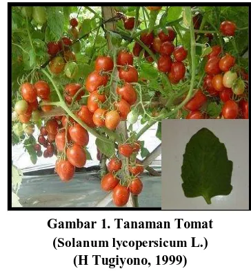 Gambar 1. Tanaman Tomat (Solanum lycopersicum L.) 
