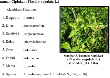 Gambar 3. Tanaman Ciplukan (Physalis angulata L.) 