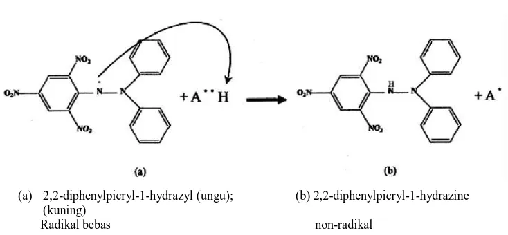 Gambar 5. Reaksi reduksi DPPH oleh donor atom hidrogen seperti senyawa fenolik 