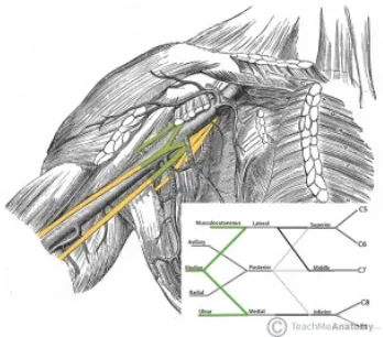 Fig 1.7 – The derivation of the ulnar nerve from the brachial plexus.