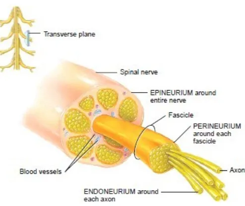 Gambar 16.Spinal nerve pada potongan transversus.