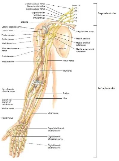 Gambar 17.Persarafan plexus brachialis.