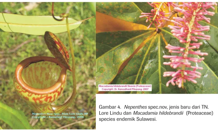 Gambar 4.Nepenthes