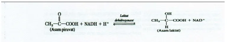 Gambar 1. Perubahan asam piruvat menjadi asam laktat (Guyton, 2000) 