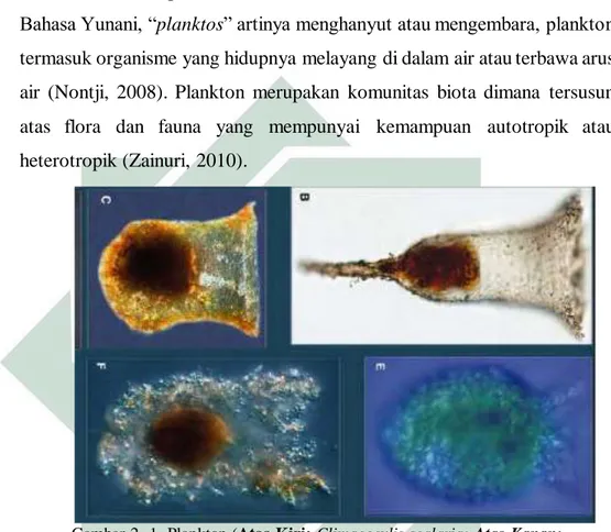 Gambar 2.  1. Plankton (Atas  Kiri: Climacocylis scalaria; Atas  Kanan:  Amplectella  collaria;  Bawah  Kiri:  Epiplocylis  blanda;  Bawah  Kanan:  Protorhabdonella simplex) 