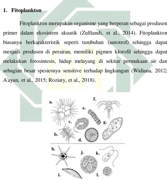 Gambar 2. 2. Fitoplankton (a. Radiolarian; b. Rantai diatom; c. Dinoflagelata lapis baja;  d.Diatom  sentrik;  e