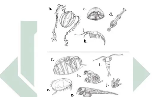 Gambar  2.  3.  Zooplankton  (a.  Ctenophore;  b.  Krill;  c.  Ubur-ubur;  d.  Cacing  panah;  e.Ostracod; f