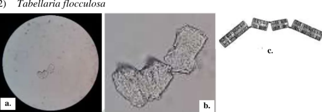 Gambar 5. 2. Tabellaria flocculosa. Gb. a &amp; b.  Sampel pribadi; Gb. c. Pembanding  (Sumber: Gb