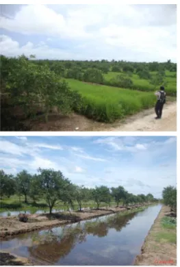 Gambar 9.  Keragaan padi sawah dengan pola surjan  padi-jeruk siam di Desa Karang Indah  (Terantang), Kalsel 