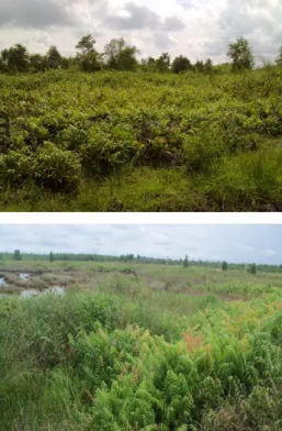 Gambar 2.  Lahan pasang surut terlantar di Belandean  Barito Kuala, Kalimantan Selatan 