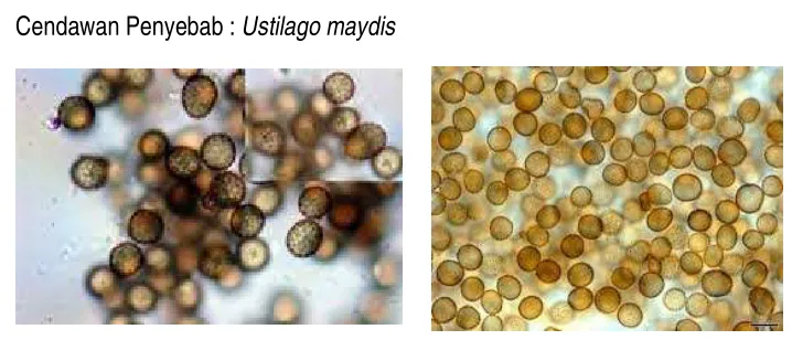 Gambar 14 : Cendawan Ustilago maydis 