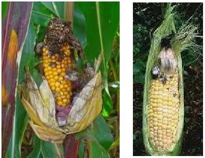 Gambar 15 : Gejala Serangan Cendawan Ustilago maydis 