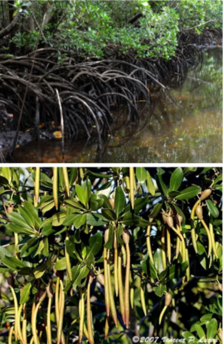 Gambar 1. Akar dan buah mangrove  sebagai bahan pewarna  alami