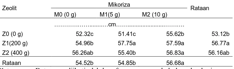 Tabel 1. Rataan Tinggi Tanaman 6 MST pada Perlakuan Zeolit dan Mikoriza 