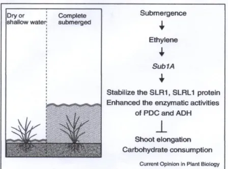 Gambar 4. Mekanisme molekuler toleransi tanaman padi terhadap kelebihan air 