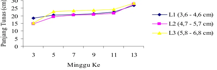 Gambar 1. Hubungan pertumbuhan panjang tunas stum karet dengan perlakuan lilit batang bawah pada 3 – 13 MST