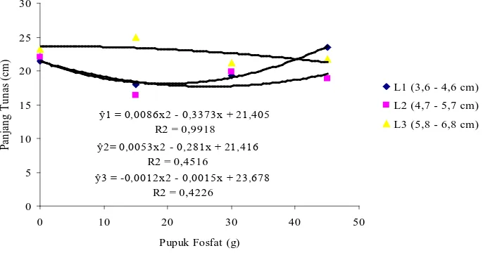 Gambar 5. Pengaruh interaksi pupuk fosfat dan berbagai ukuran lilit batang bawah terhadap panjang tunas stum karet pada 5 MST 