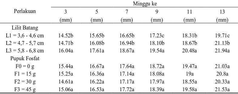 Tabel 4. Rataan lilit batang tunas (mm) stum karet dengan perlakuan lilit batang bawah dan pupuk fosfat pada 3 – 13 MST 