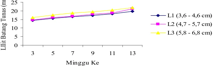 Gambar 6. Hubungan pertumbuhan lilit batang tunas stum karet dengan perlakuan lilit batang bawah pada 3 – 13 MST