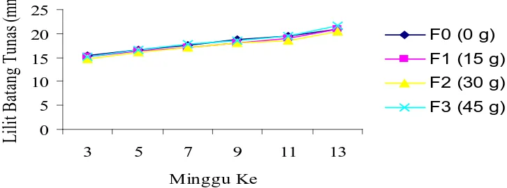 Gambar 7. Hubungan pertumbuhan lilit batang tunas stum karet dengan perlakuan  pupuk fosfat pada 3 – 13 MST
