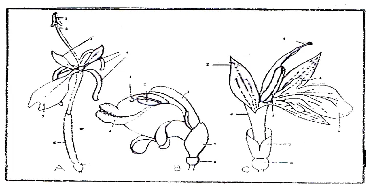 Gambar 2.1. Beberapa bunga Zingiberaceae  