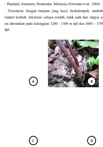 Gambar 4.7. Globba patens. A. habit, B. pseudostem, C. ligula, D. inflourescence