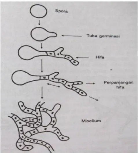 Gambar 2.12. Proses Germinasi Spora Bakteri  b.  Kapang 