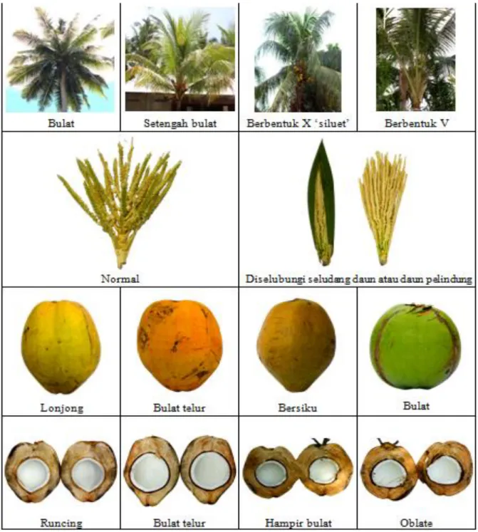 Gambar  1.  Perbedaan  karakter  morfologis  pohon,  bunga  dan  buah  kelapa  di  Kecamatan  Silau Laut 