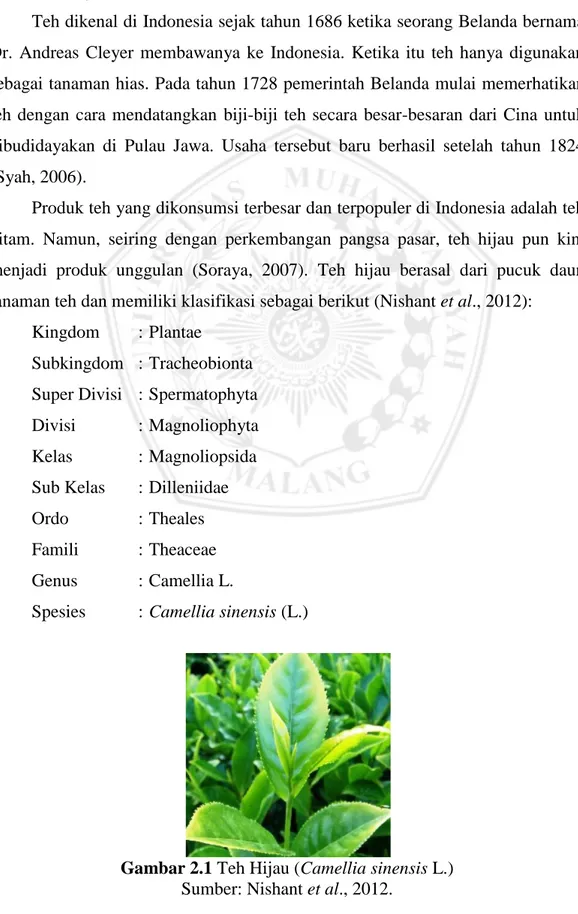 Gambar 2.1 Teh Hijau (Camellia sinensis L.) Sumber: Nishant et al., 2012.
