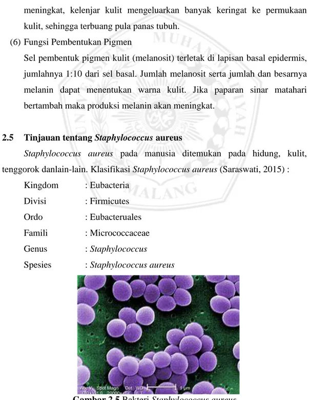 Gambar 2.5 Bakteri Staphylococcus aureus 