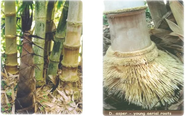 Gambar 3   Satu rumpun bambu Betung (( Dendrocalamus asper (Schultes f.)  Backer ex Heyne) dengan usia lebih dari 10 tahun
