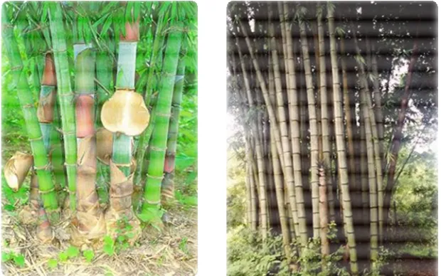 Gambar 4   Pertunasan Bambu Sembilang(  Dendrocalamus giganteus Wallich ex Munro) (kiri) dan rumpun yang sudah dewasa (kanan)