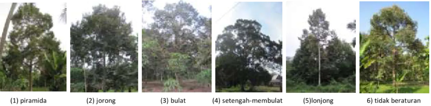 Gambar 1. Bentuk tajuk pohon durian di Pulau Bengkalis    Karakter yang diamati pada organ daun adalah 