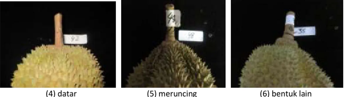 Gambar 13. Ketebalan aril buah durian   