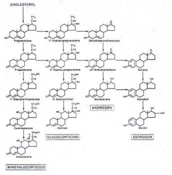 Gambar 7.  Jalur produksi hormon steroid     (Cunningham  2002) 