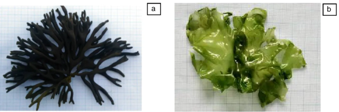 Gambar 1. C. tomentosum (a) dengan warna hijau lebih gelap dibandingkan U. lactuca (b) Figure 1
