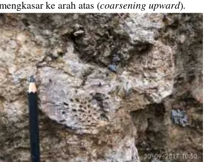 Gambar 2. Singkapan batugamping klastik halusdengan sisipan lignit pada pengukuran stratigrafi bagianbawah di lintasan Jatimulyo, kode sampel KS02B-KS02D.