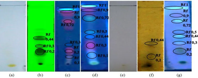 Gambar 4. Hasil uji KLT fraksi etil asetat dengan fase gerak heksan:etil asetat (6:4) dan fase diam  silika  gel  GF 254 