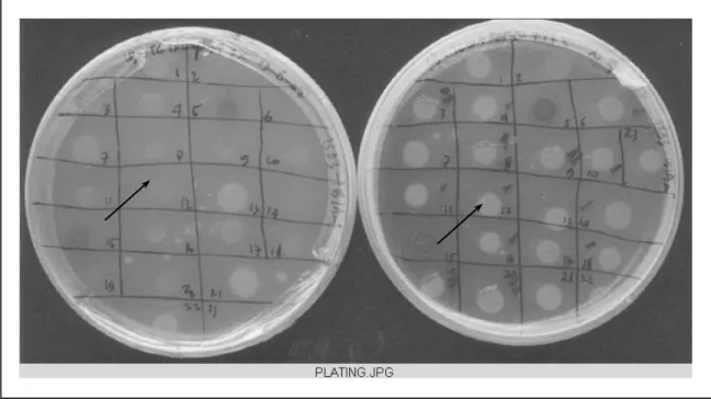 Gambar 1.   Seleksi sel E. coli. Tanda panah menunjukkan koloni putih (pCAMBIA ubi cryIB-cryIAa) yang 