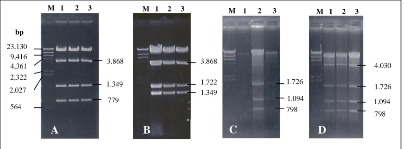 Gambar 3.  Orientasi  penyisipan  gen  hybrid  ubi  cryIB-cryIAa  pada  daerah  T-DNA