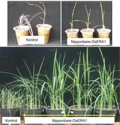 Gambar 6.  Keragaan  tanaman  padi  transgenik  Nipponbare-OsERA1  dan  Nipponbare  kontrol  generasi  T 1   setelah  perlakuan  cekaman  kekeringan