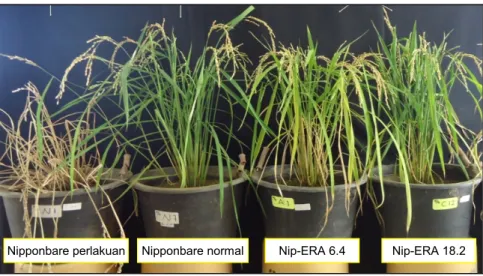 Gambar 7.  Keragaan  tanaman  padi  transgenik  Nipponbare-OsERA1  dan  Nipponbare kontrol pada pengujian cekaman kekeringan pada fase 