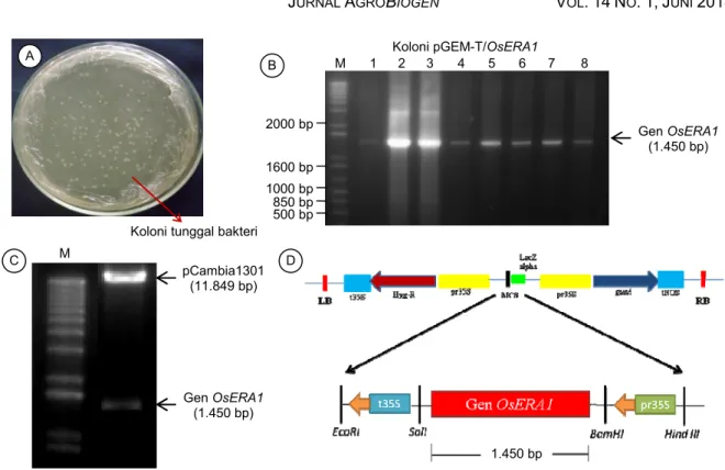 Gambar 2.  Kloning  gen  OsERA1  ke  vektor  ekspresi  pCambia1301.  (A)  Koloni-koloni  tunggal  bakteri  Escherichia  coli  DH5  pada  media  LB 