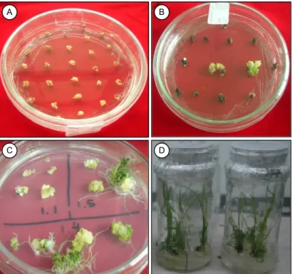 Gambar 3.  Transformasi  genetik  padi  model  Nipponbare  dengan gen OsERA1 menggunakan vektor Agrobacterium tumefaciens