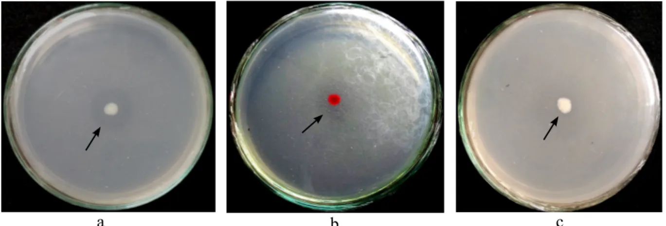 Gambar 2  Pertumbuhan dan aktivitas kitinase isolat bakteri  BAE 36 pada medium nutrient 